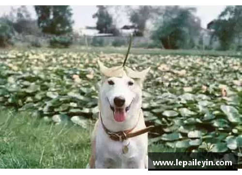 米博体育能轻松战胜比特犬的“狗”，却被外国人当宠物，网友看得瑟瑟